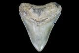 Megalodon Tooth - North Carolina #91339-2